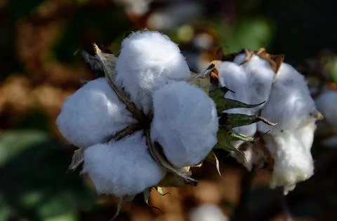 Cotton Stock Photos