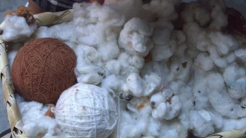 Cotton Stock Photos
