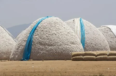 Cotton Stock Photos