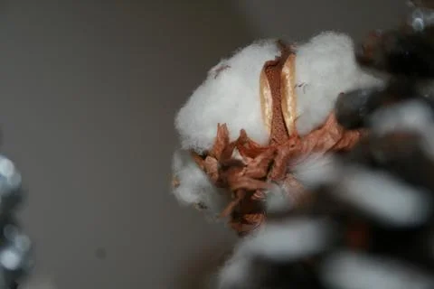 Cotton Foto stock