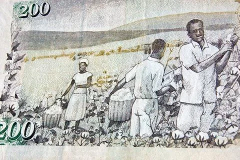 Cotton picking banknote, Kenya Stock Photos