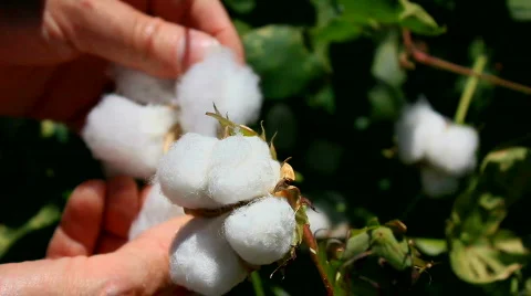 Cotton Picking Stock Footage