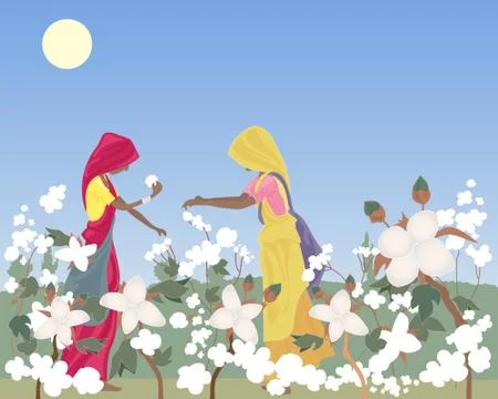 Cotton picking Illustrazione stock