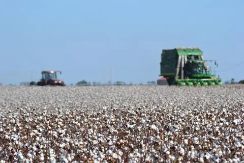Cotton Picking Fotos de archivo