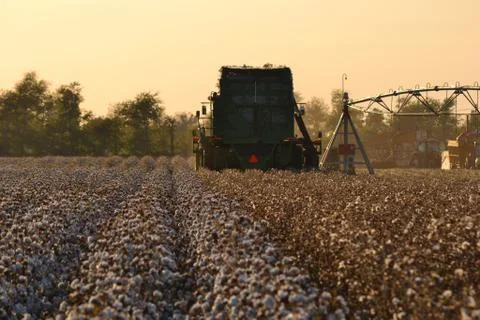 Cotton Picking Fotos de archivo
