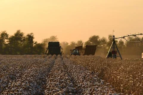 Cotton Picking Fotos de archivo