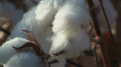 Cotton Picking Ready Stock Footage