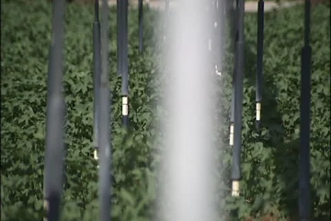 Cotton plant 012 Stock Footage 8944909