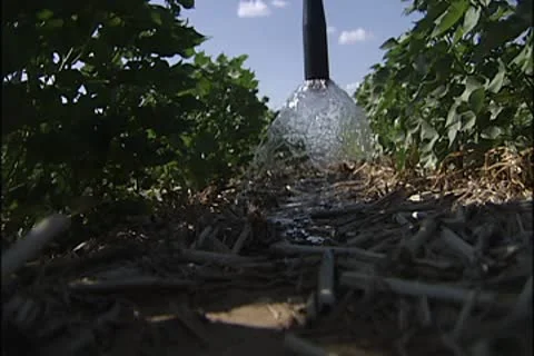 Cotton plant 015 Stock Footage 8944892