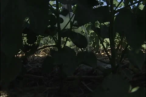 Cotton plant 017 Stock Footage 8944989