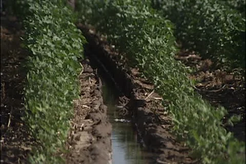 Cotton plant 018 Stock Footage 8944987