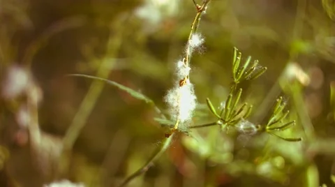 Cotton Plant Blowing in the Wind Stock Footage 53202973