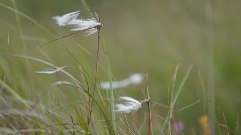 Cotton plant blowing in the wind Stock Footage 129740997