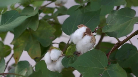 Cotton Plant Budding Stock Footage 42945135