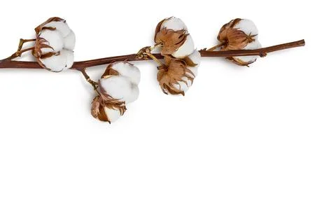 Cotton plant flower branch isolated on white background with full depth of field Stock Photos
