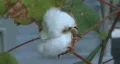 Cotton Plant HD Footage
