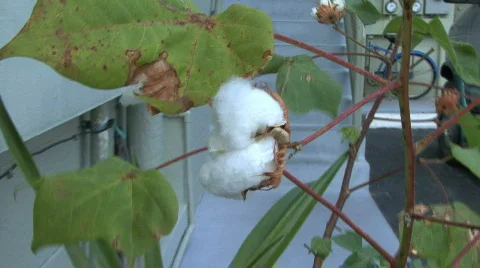 Cotton Plant Stock Footage