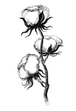 Cotton plant Stock Illustration