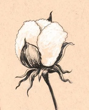 Cotton plant Illustrazione stock
