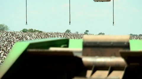 Cotton Plantation Stock Footage 37837213