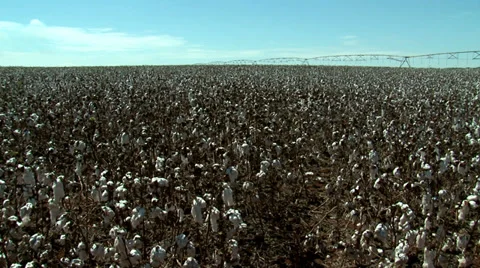 Cotton Plantation Stock Footage 37837279