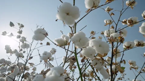 Cotton plants basking in warm sunlight on a bright day in a rural field Video stock 313116652