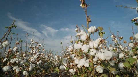 Cotton plants bloom under bright skies Stock Footage 304955248