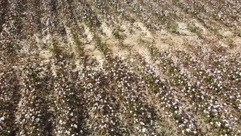 Cotton plants in drought Stock Footage 250884666