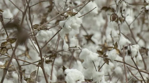 Cotton Plants Video stock 61284228