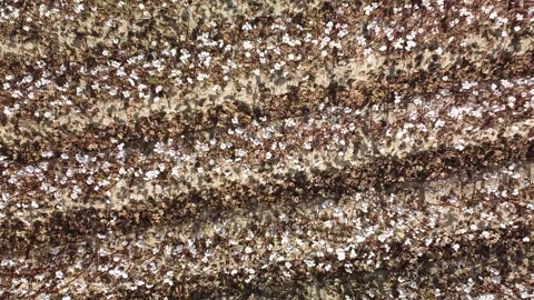 Cotton plants Stock Footage 250884898