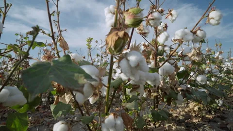 Cotton plants thrive under the bright sun in a sprawling field during the Vídeos de archivo 311370096