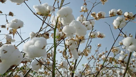 Cotton plants thrive under a clear blue sky as the harvest season approaches in Vídeos de archivo 308448990