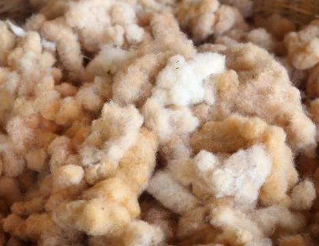 Cotton prepare for make cotton thread 写真素材