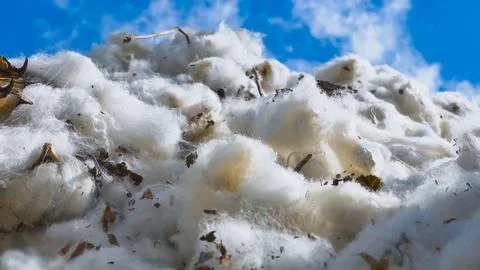 Cotton processing plant produced in large-scale agricultural production field Stock Photos