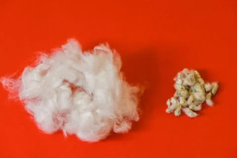 Cotton raw material on isolated red background Stock-Fotos