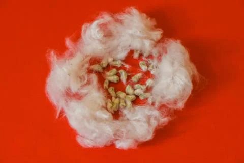 Cotton raw material on isolated red background Stock Photos