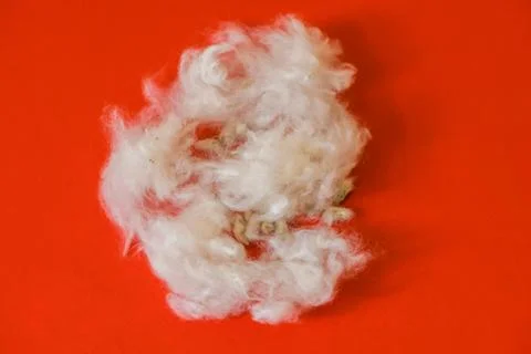 Cotton raw material on isolated red background Stock Photos