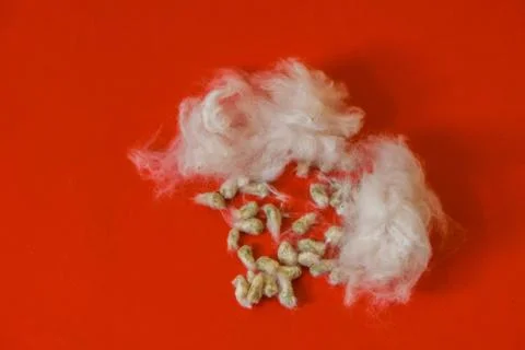 Cotton raw material on isolated red background Stock Photos