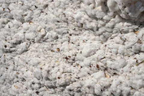 Cotton ready for the gin Foto stock