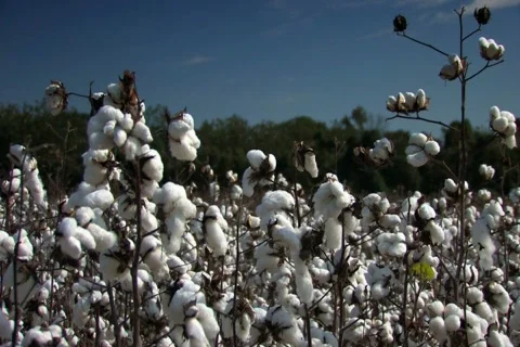 Cotton ready for harvest in the fall breeze Stock Footage