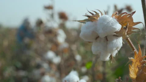 Cotton ready to harvest Stock Footage 161935486