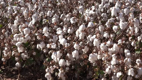 Cotton ready to pick Stock Footage 79483390