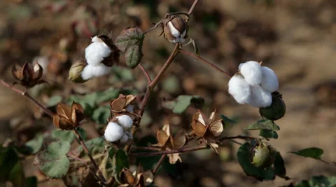 Cotton, Ready for Picking Видео 36417382