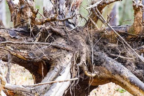 Cotton root in the forest Stock Photos
