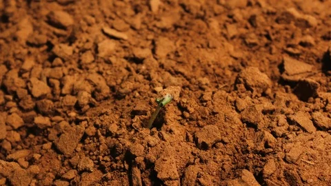 A cotton seed breaks through the soil and begins to grow, 4K. Stock Footage 113767364