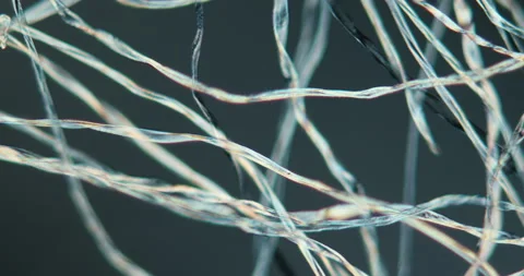 Cotton seed hairs Stock Footage 145463540