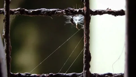 Cotton seeds on window net, blurred background, close up Stock Footage 287858469