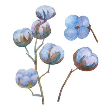 Cotton set. Stock Illustration