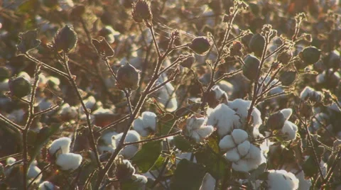 Cotton Spiderwebs Stock Footage