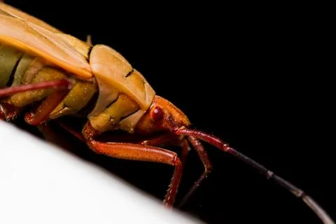 Cotton stainer bug Stock Photos